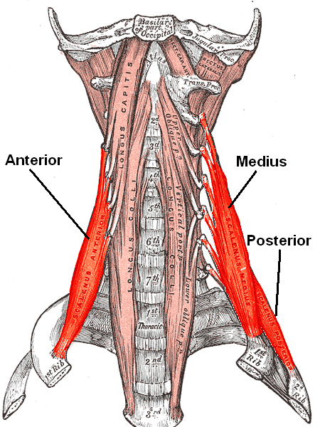 Scalene Muscles