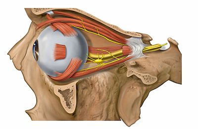 extraocular muscles