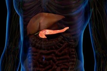 What Does Pancreas Do