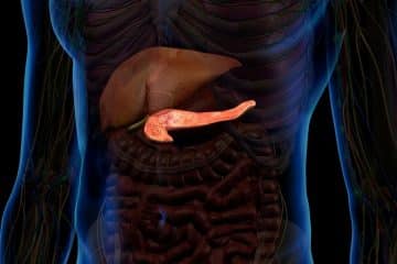 What Does Pancreas Do