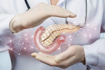 What is the Function of the Pancreas